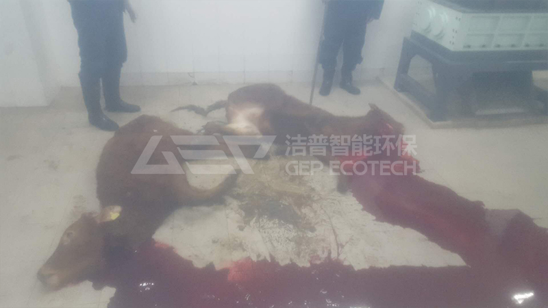 如何选择合适的动物尸体撕碎机?动物尸体无害化处理设备及工艺介绍